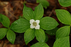 David Plant Photography - Wildlife Photographer - Bunchberry - A
