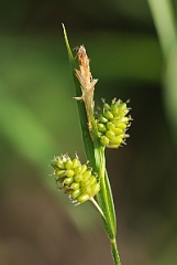 David Plant Photography - Wildlife Photographer - Carex pallescens - A