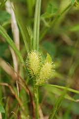 David Plant Photography - Wildlife Photographer - Carex squarrosa - A