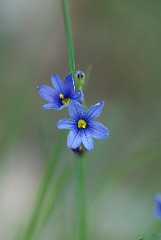 David Plant Photography - Wildlife Photographer - Common blue-eyed grass - A