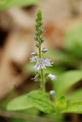 David Plant Photography - Wildlife Photographer - Common speedwell - A