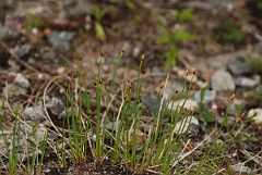 David Plant Photography - Wildlife Photographer - Deer-sedge