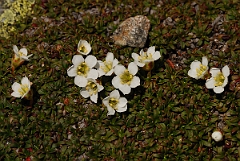 David Plant Photography - Wildlife Photographer - Diapensia - A