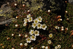 David Plant Photography - Wildlife Photographer - Diapensia - B