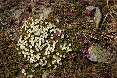 David Plant Photography - Wildlife Photographer - Diapensia and lapland rosebay - A