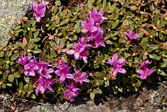 David Plant Photography - Wildlife Photographer - Lapland rosebay - A