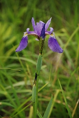 David Plant Photography - Wildlife Photographer - Northern blue flag - A