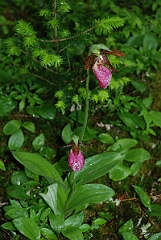 David Plant Photography - Wildlife Photographer - Pink lady's slipper - A