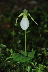 David Plant Photography - Wildlife Photographer - Pink lady's slipper - B