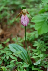 David Plant Photography - Wildlife Photographer - Pink lady's slipper - C