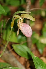 David Plant Photography - Wildlife Photographer - Pink lady's slipper - D
