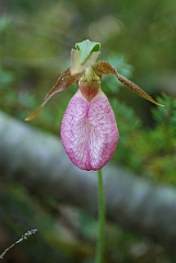 David Plant Photography - Wildlife Photographer - Pink lady's slipper - E