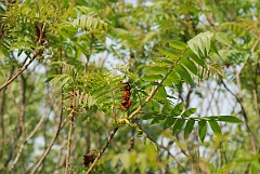 David Plant Photography - Wildlife Photographer - Staghorn sumac - A