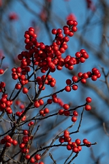 David Plant Photography - Wildlife Photographer - Winterberry, Ilex verticillata - A