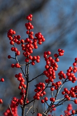 David Plant Photography - Wildlife Photographer - Winterberry, Ilex verticillata - B