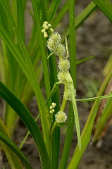 David Plant Photography - Wildlife Photography - American bur-reed - A