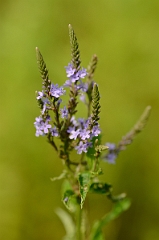 David Plant Photography - Wildlife Photography - Blue vervain - A
