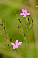 David Plant Photography - Wildlife Photography - Deptford pink - A