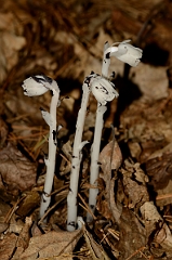 David Plant Photography - Wildlife Photography - Indian pipe - A