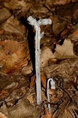 David Plant Photography - Wildlife Photography - Indian pipe - B