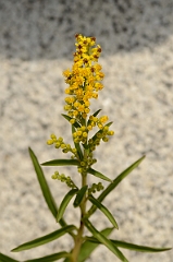 David Plant Photography - Wildlife Photography - Seaside goldenrod - A