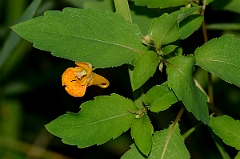 David Plant Photography - Wildlife Photography - Spotted touch-me-not - A