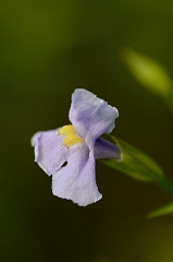 David Plant Photography - Wildlife Photography - Square-stemmed monkeyflower - B