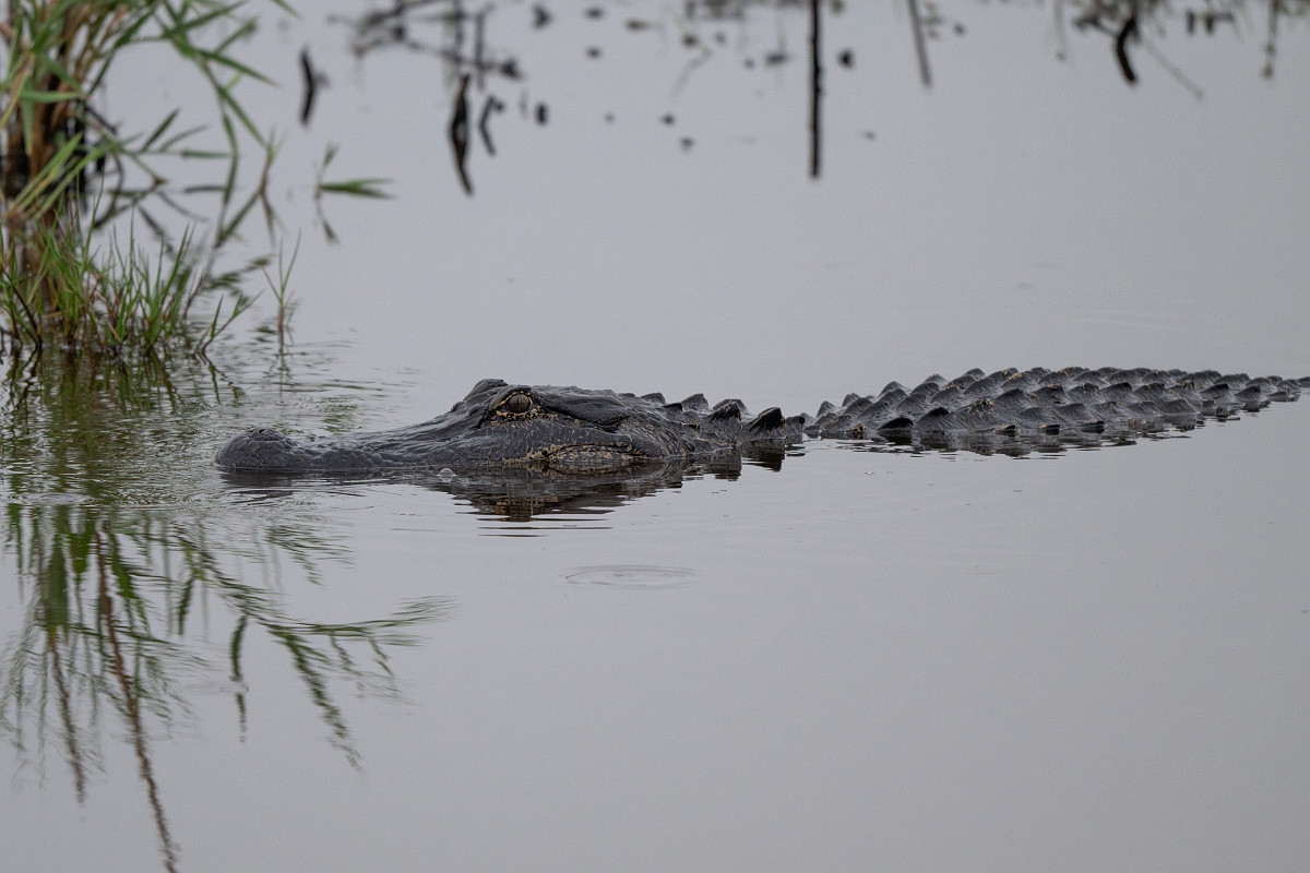DPPhotography - Texas - American alligator, Alligator mississippiensis - A.jpg - American alligator, Alligator mississippiensis - Anahuac NWR, Texas