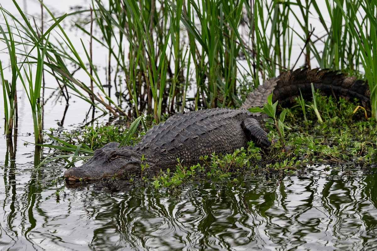 DPPhotography - Texas - American alligator, Alligator mississippiensis - D.jpg - American alligator, Alligator mississippiensis - Anahuac NWR, Texas