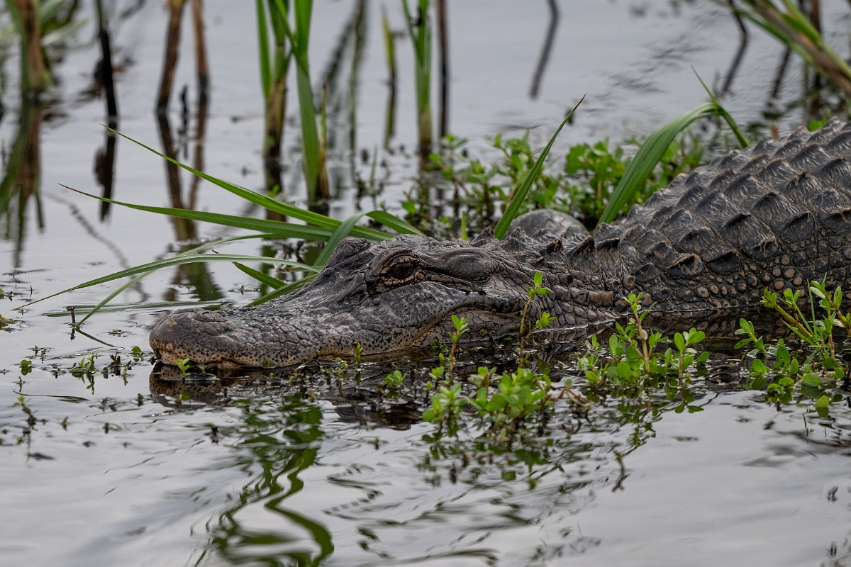 DPPhotography - Texas - American alligator, Alligator mississippiensis - E.jpg - American alligator, Alligator mississippiensis - Anahuac NWR, Texas