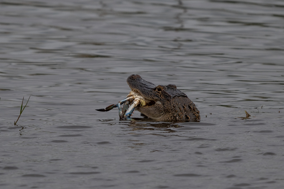 DPPhotography - Texas - American alligator, Alligator mississippiensis - F.jpg - American alligator, Alligator mississippiensis - Anahuac NWR, Texas