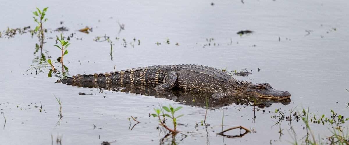 DPPhotography - Texas - American alligator, Alligator mississippiensis - H.jpg - American alligator, Alligator mississippiensis - Anahuac NWR, Texas