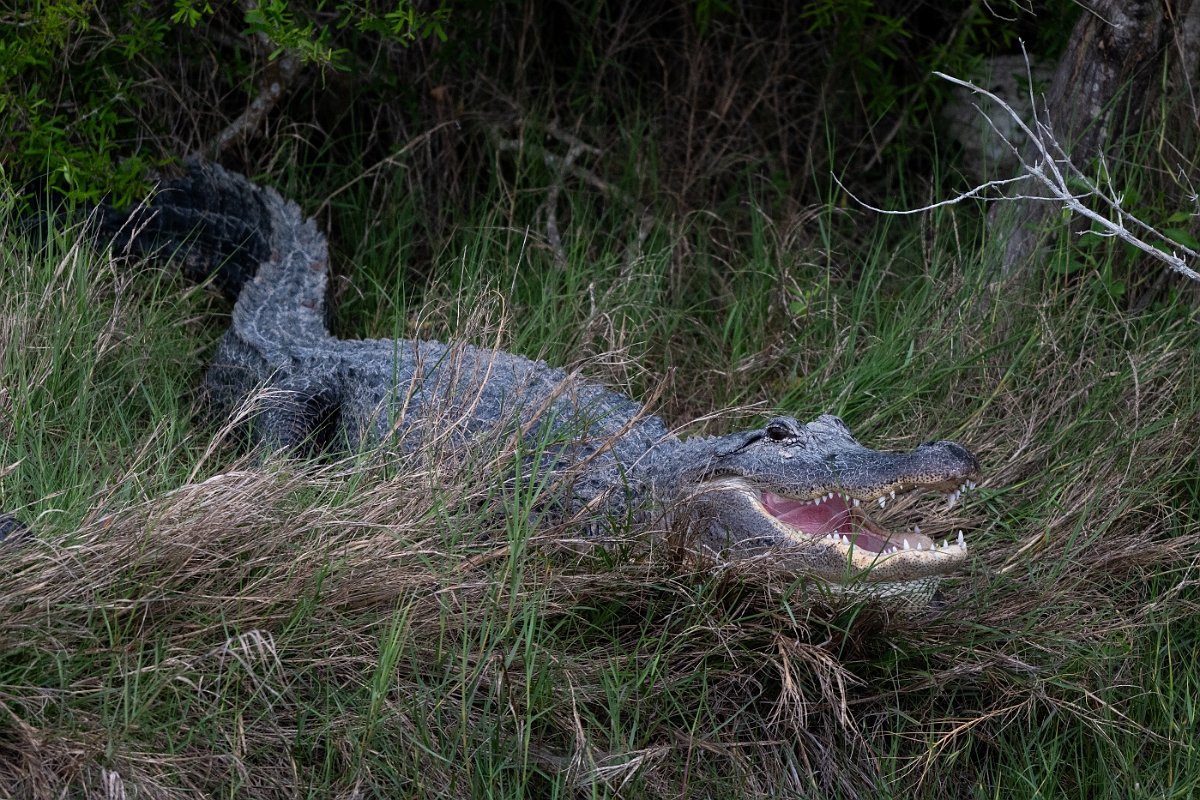 DPPhotography - Texas - American alligator, Alligator mississippiensis - J.jpg - American alligator, Alligator mississippiensis - Aransas NWR, Texas