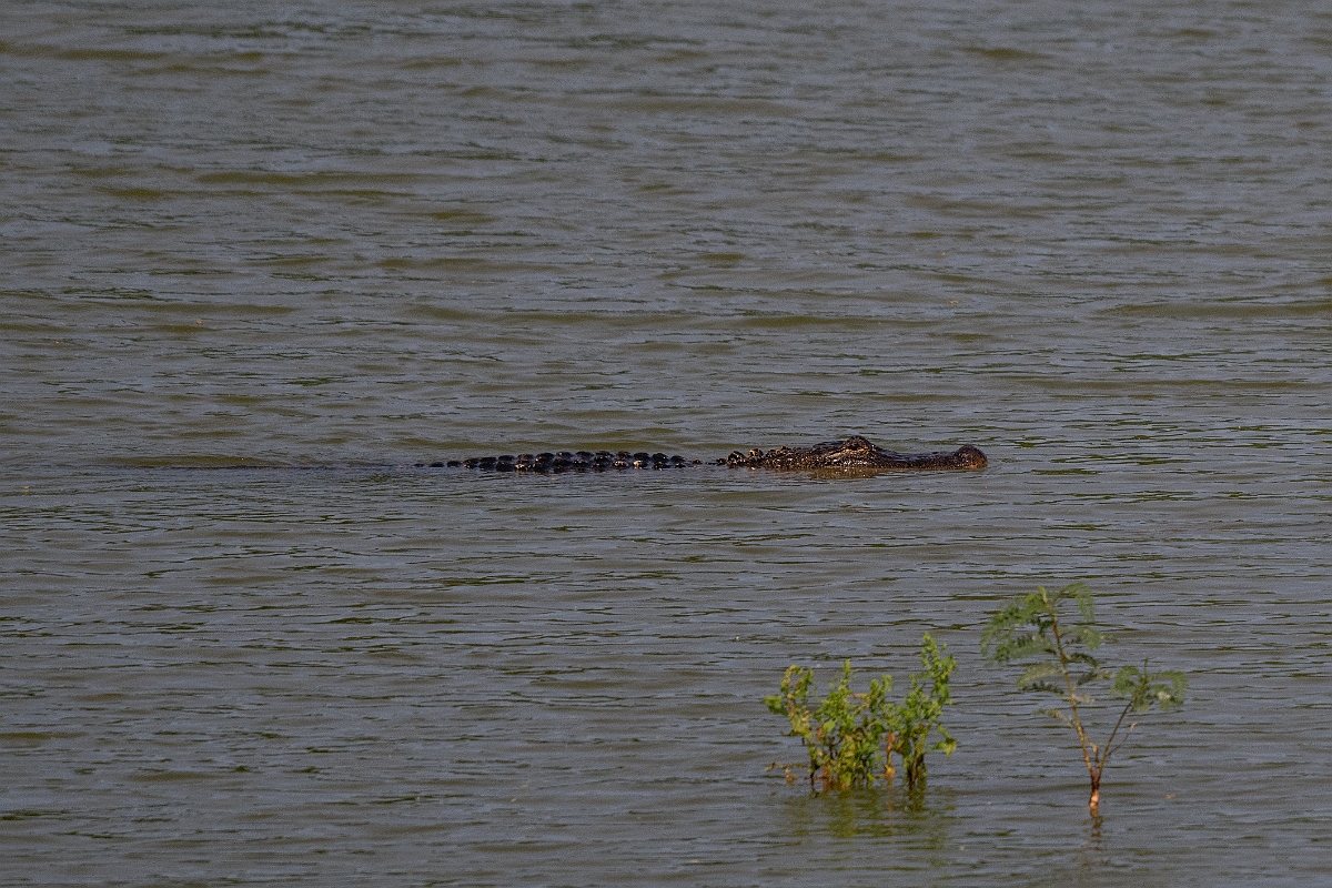 DPPhotography - Texas - American alligator, Alligator mississippiensis - M.jpg - American alligator, Alligator mississippiensis - Smith Oaks, High Island, Texas