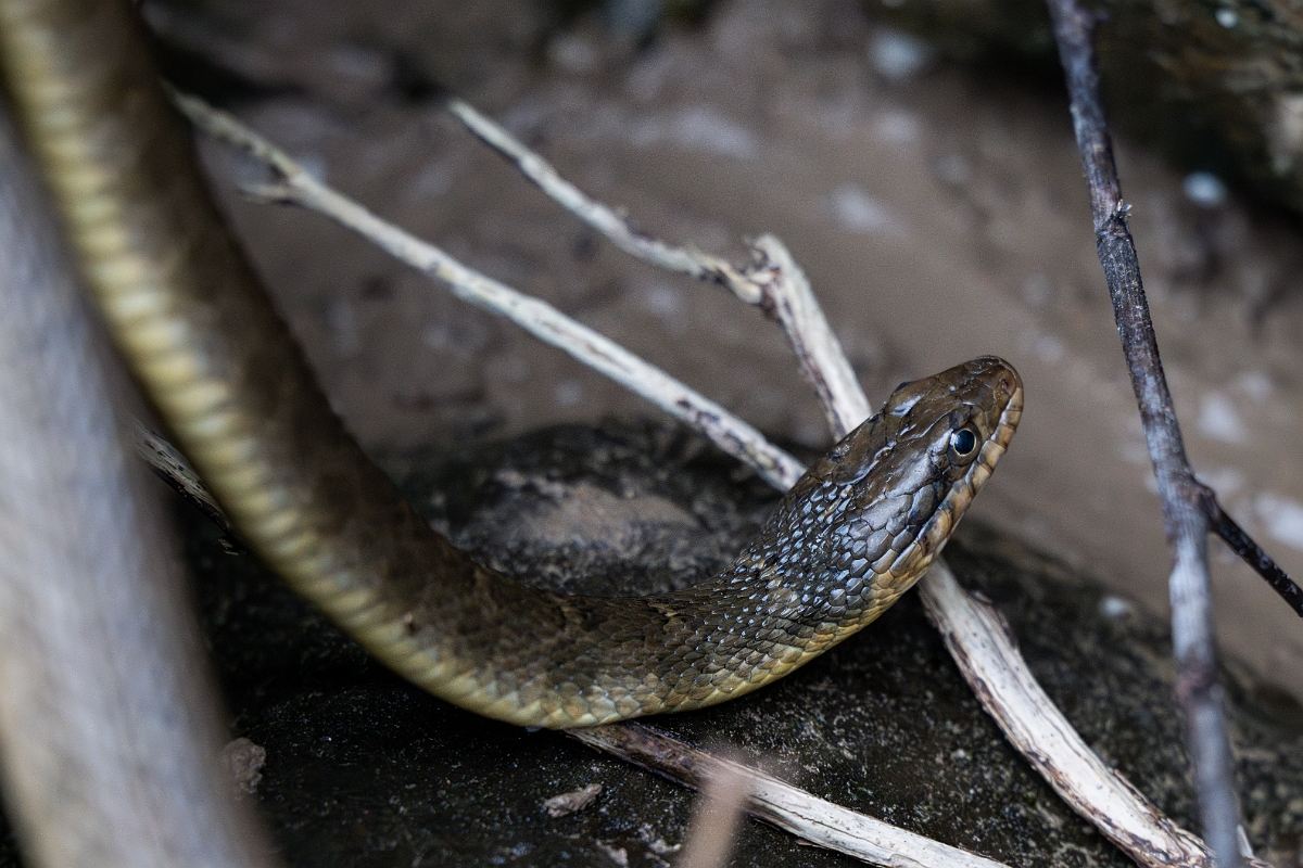 DPPhotography - Texas - Blotched water snake, Nerodia erythrogaster transversa - B.jpg - Blotched water snake, Nerodia erythrogaster transversa - Pedernales Falls State Park, Texas