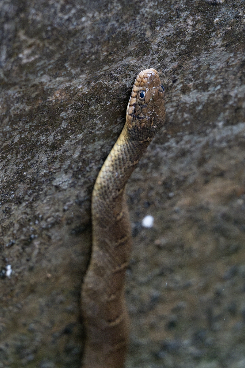 DPPhotography - Texas - Blotched water snake, Nerodia erythrogaster transversa - C.jpg - Blotched water snake, Nerodia erythrogaster transversa - Pedernales Falls State Park, Texas
