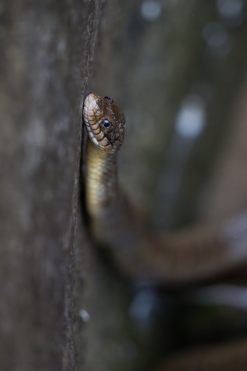 DPPhotography - Texas - Blotched water snake, Nerodia erythrogaster transversa - F.jpg - Blotched water snake, Nerodia erythrogaster transversa - Pedernales Falls State Park, Texas