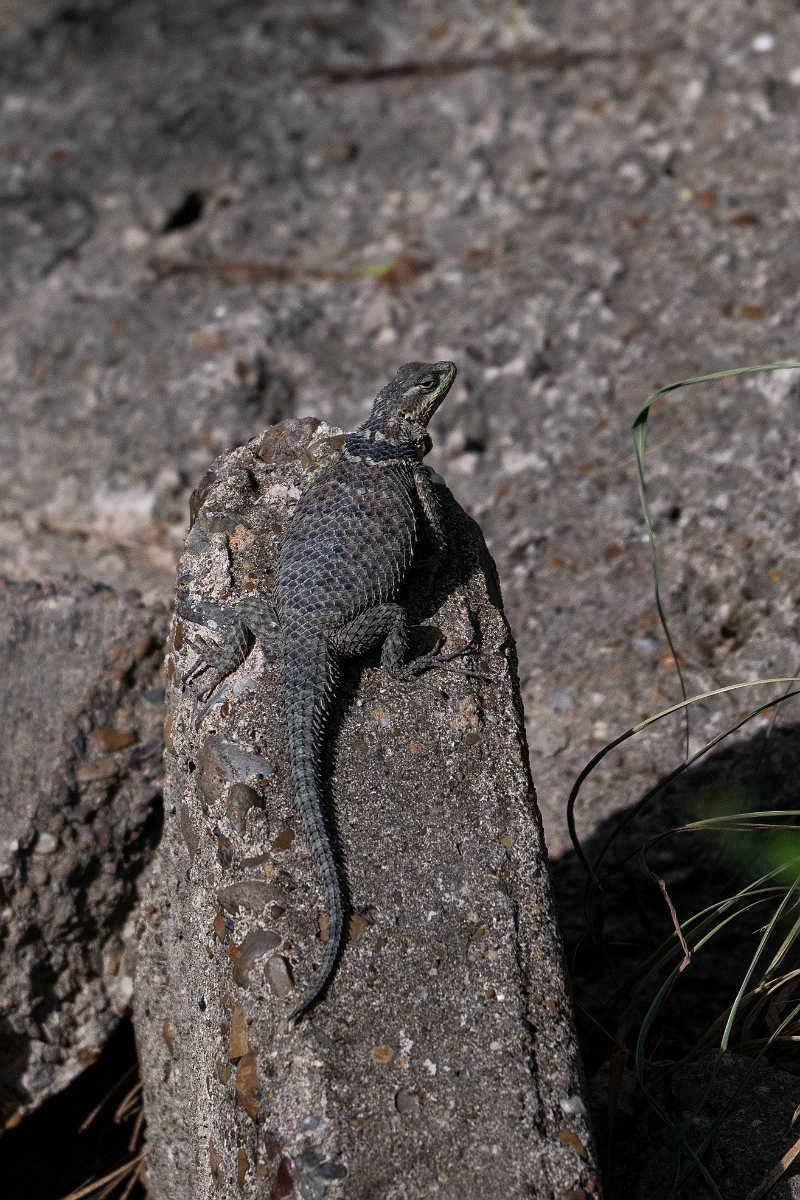 DPPhotography - Texas - Blue spiny lizard, Sceloporus cyanogenys - B.jpg - Blue spiny lizard, Sceloporus cyanogenys - Estero Llano Grande State Park, Texas