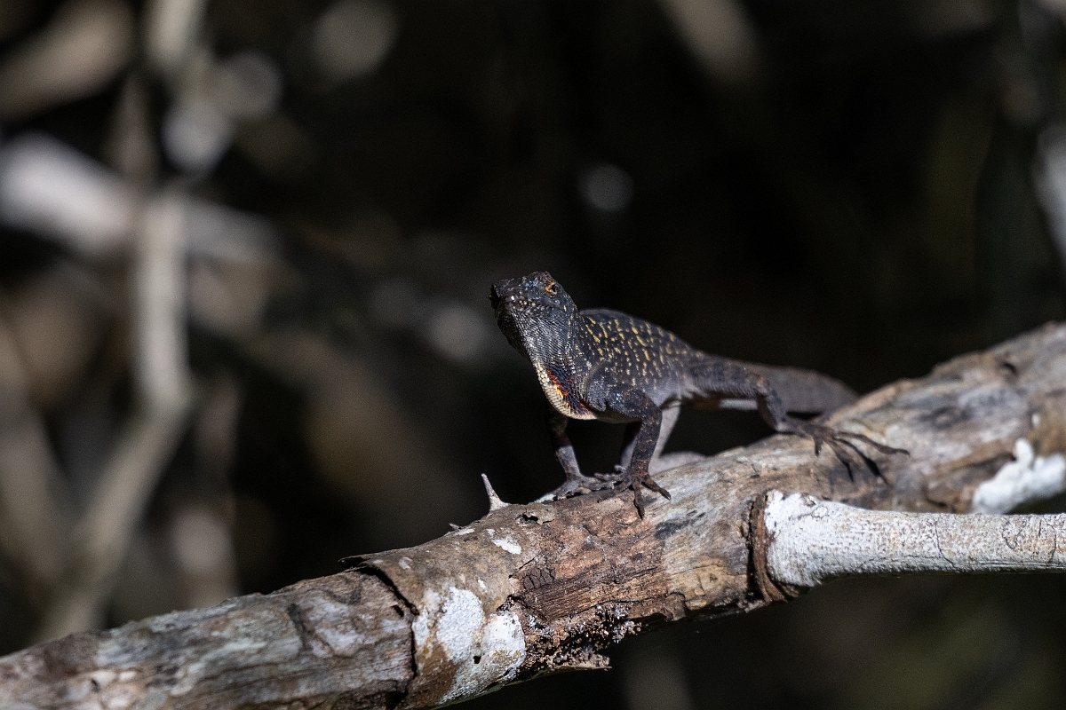 DPPhotography - Texas - Brown anole, Anolis sagrei - A.jpg - Brown anole, Anolis sagrei - South Padre Island, Texas