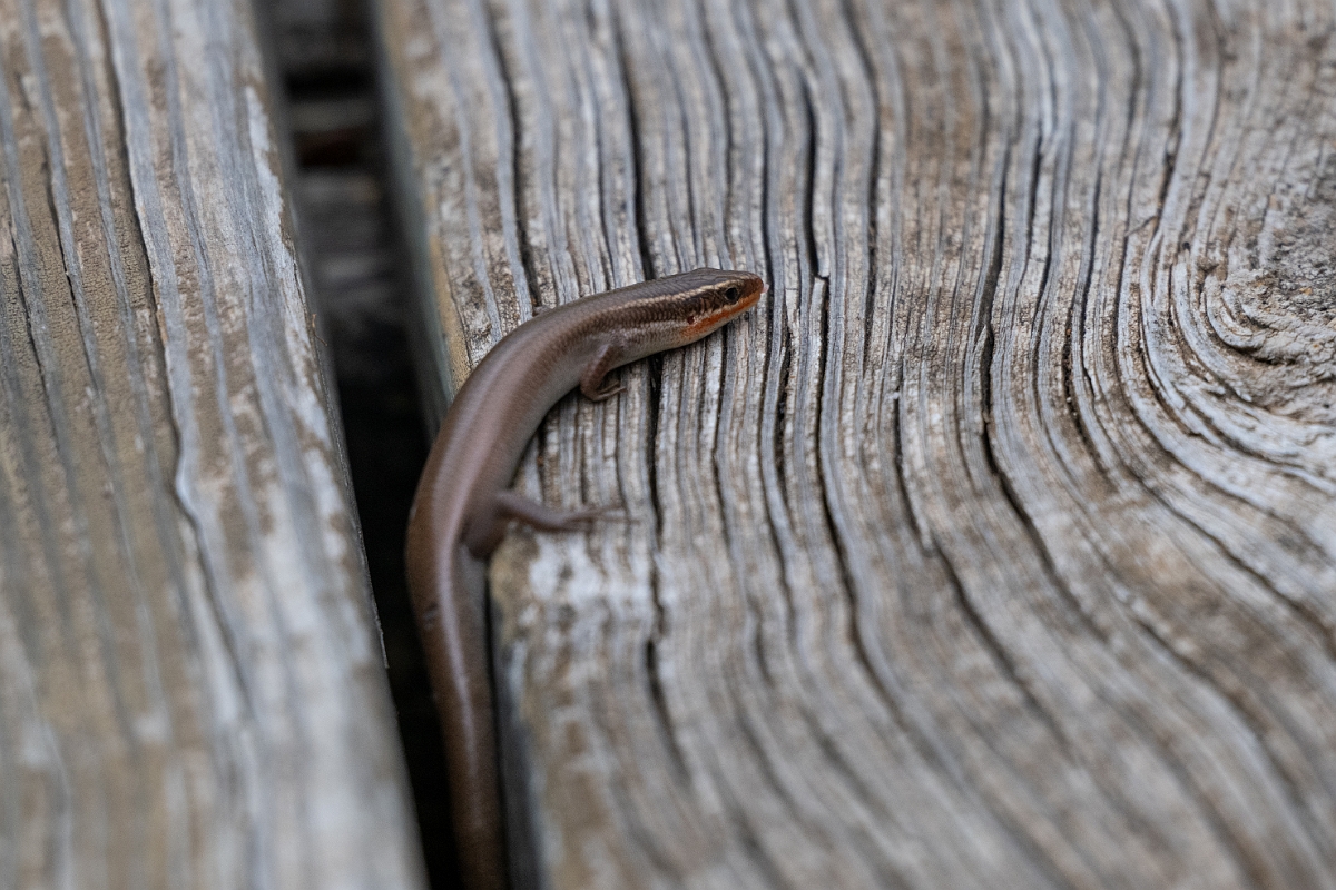 DPPhotography - Texas - Four-lined skink, Eumeces tetragrammus - A.jpg - Four-lined skink, Eumeces tetragrammus - Balcones State Park, Texas