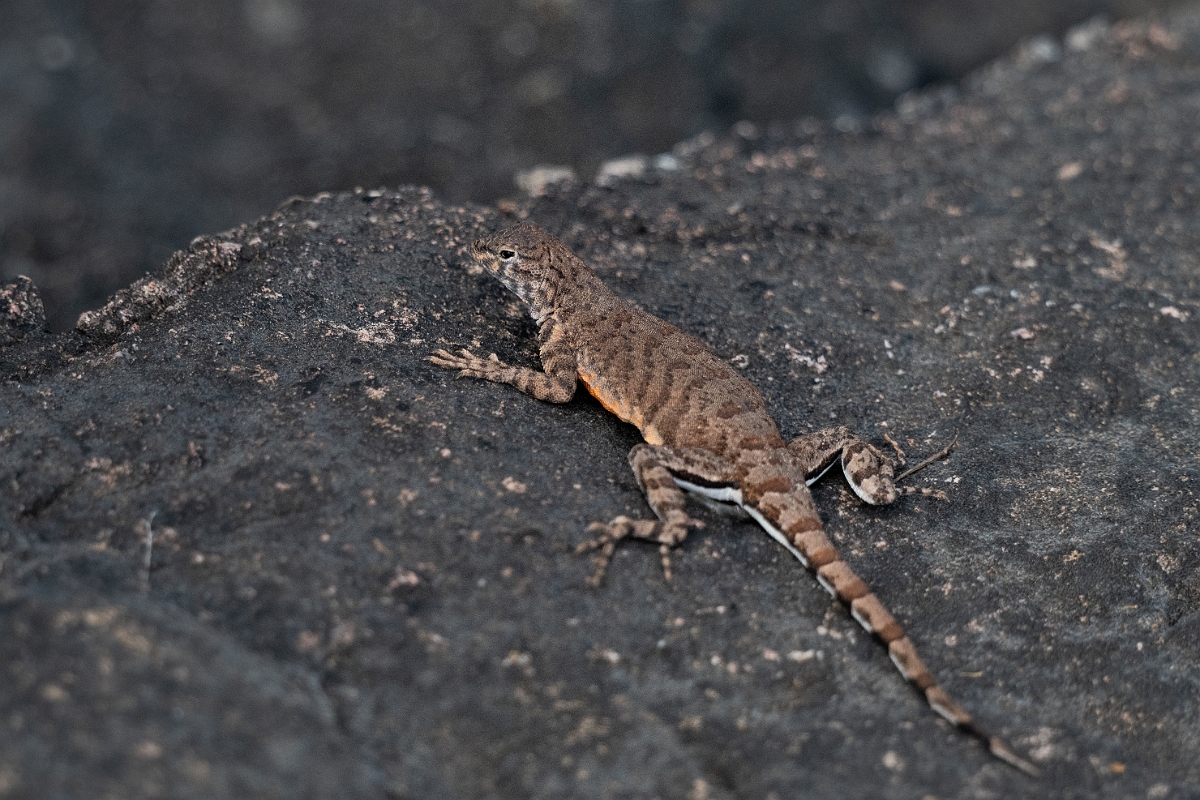 DPPhotography - Texas - Greater earless lizard, Cophosaurus texanus - A.jpg - Greater earless lizard, Cophosaurus texanus - Ink Lake State Park, Texas