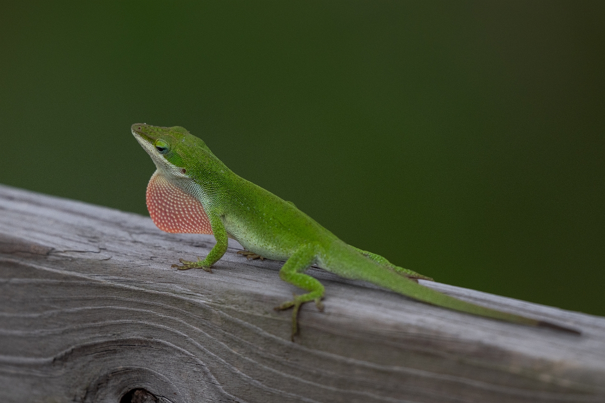 DPPhotography - Texas - Green anole, Anolis carolinensis - B.jpg - Green anole, Anolis carolinensis - Scout Woods, High Island, Texas