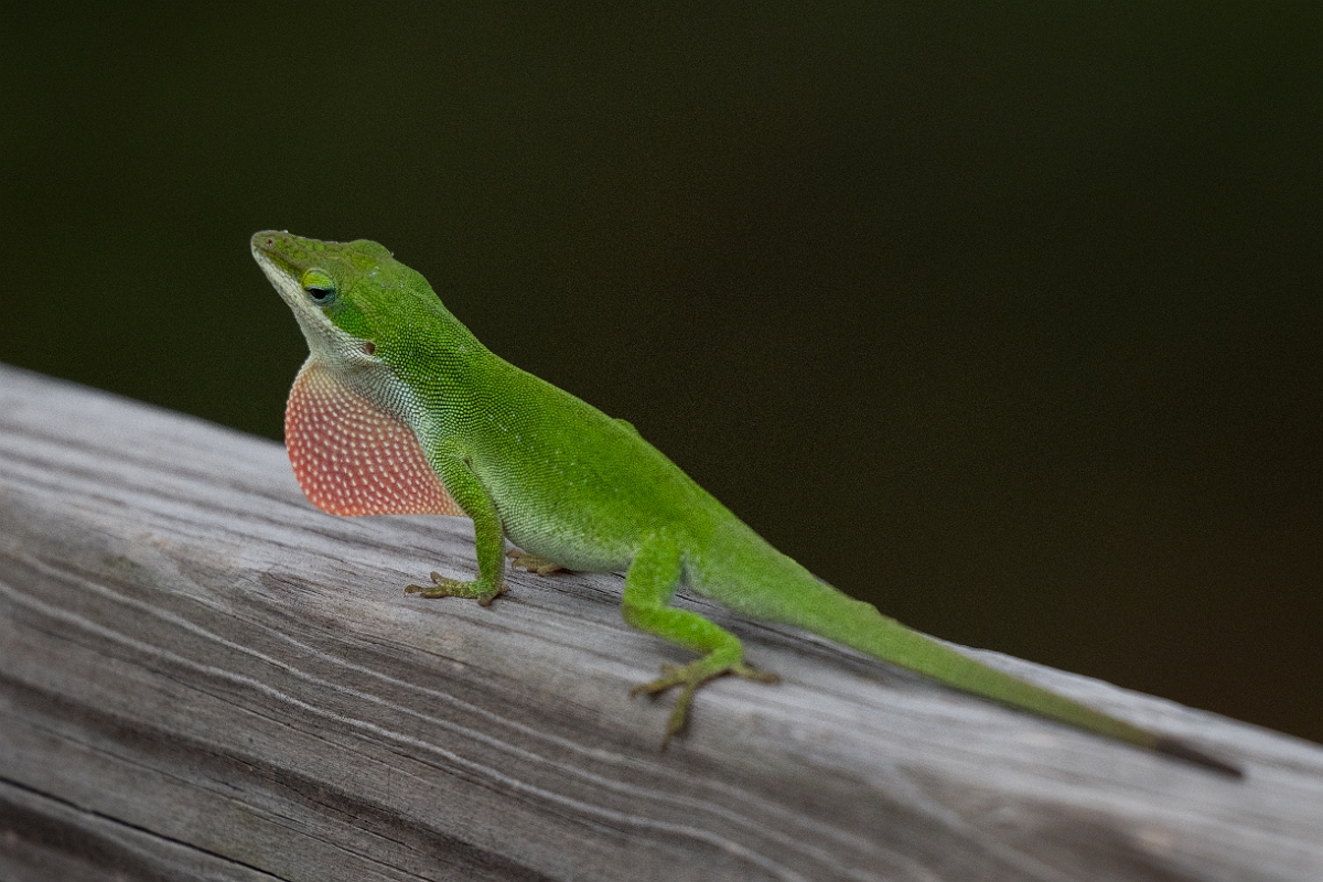 DPPhotography - Texas - Green anole, Anolis carolinensis - D.jpg - Green anole, Anolis carolinensis - Scout Woods, High Island, Texas