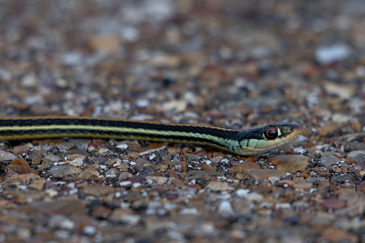 DPPhotography - Texas - Gulf coast ribbon snake, Thamnophis proximus orarius - A.jpg - Gulf coast ribbon snake, Thamnophis proximus orarius - Aransas NWR, Texas