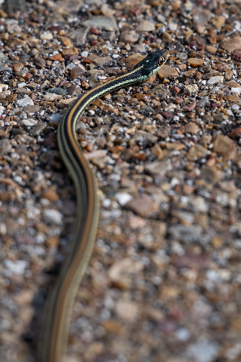 DPPhotography - Texas - Gulf coast ribbon snake, Thamnophis proximus orarius - B.jpg - Gulf coast ribbon snake, Thamnophis proximus orarius - Aransas NWR, Texas