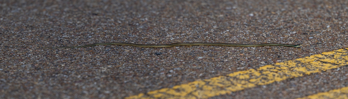 DPPhotography - Texas - Gulf coast ribbon snake, Thamnophis proximus orarius - C.jpg - Gulf coast ribbon snake, Thamnophis proximus orarius - Aransas NWR, Texas