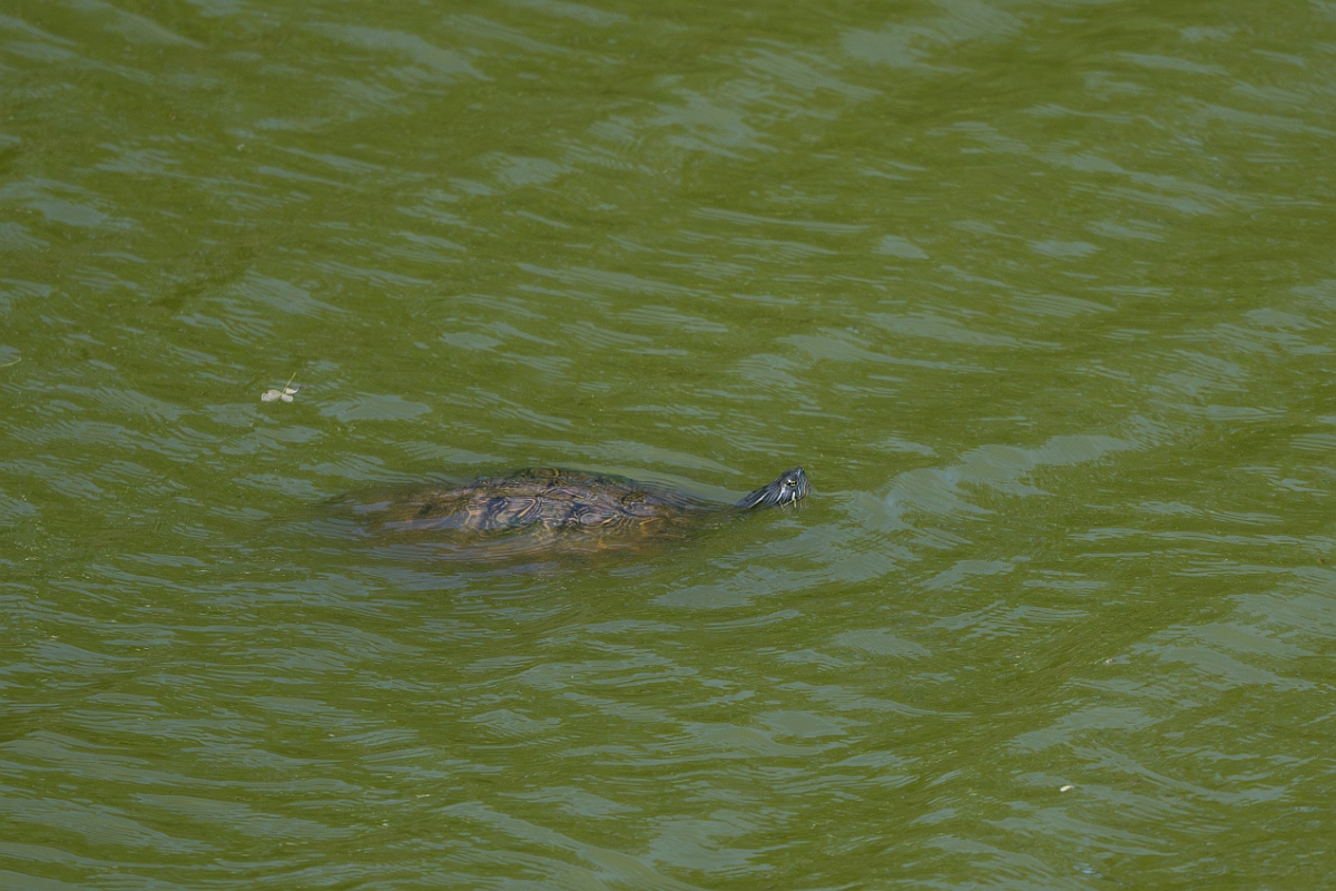 DPPhotography - Texas - River cooter, Chrysemys concinna - C.jpg - River cooter, Chrysemys concinna - Smith Oaks, High Island, Texas