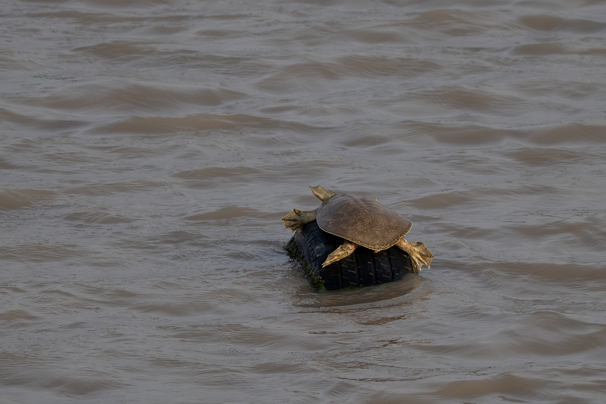 DPPhotography - Texas - Spiny softshell turtle, Apalone spinifera - B.jpg - Spiny softshell turtle, Apalone spinifera - Estero Llano Grande State Park, Texas