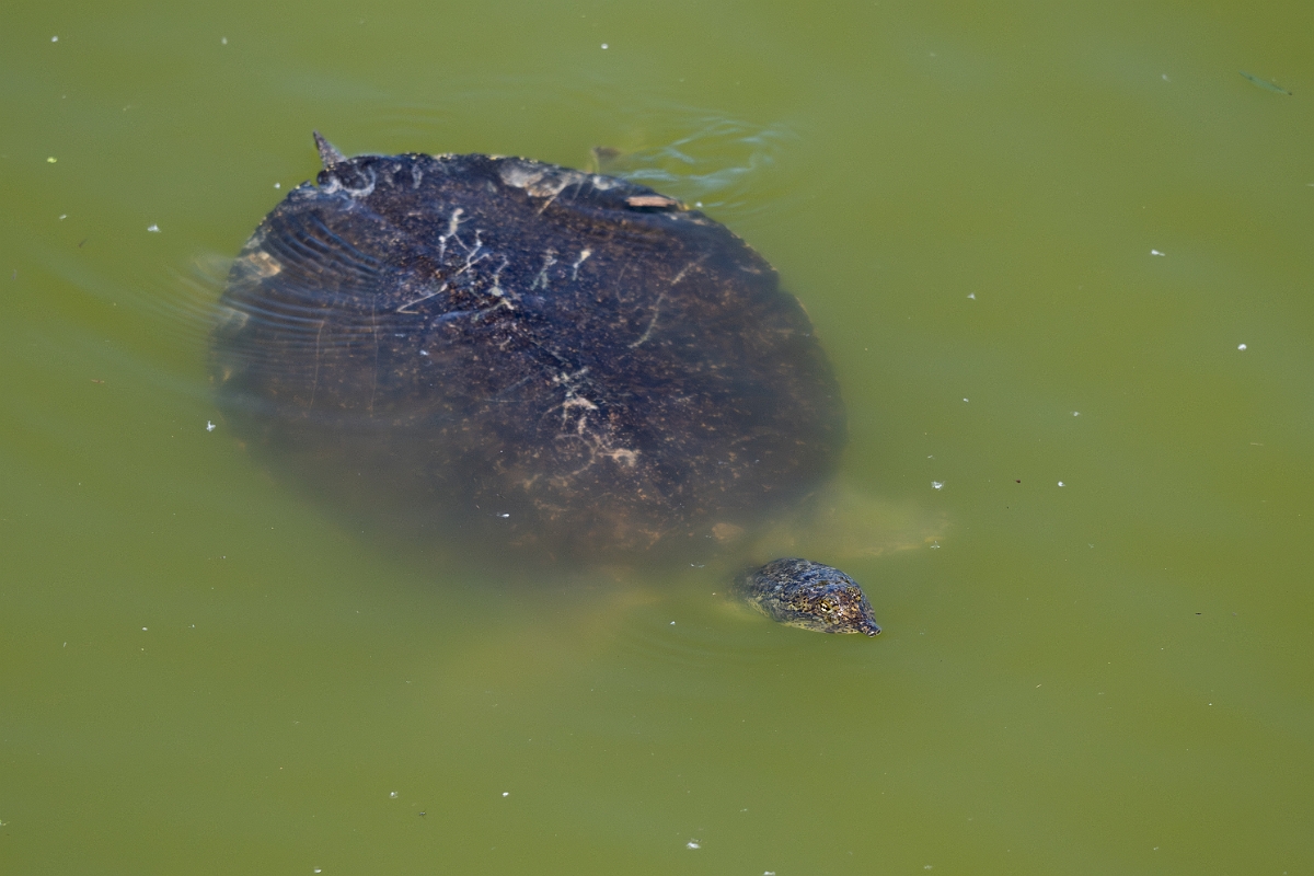 DPPhotography - Texas - Spiny softshell turtle, Apalone spinifera - D.jpg - Spiny softshell turtle, Apalone spinifera - Smith Oaks, High Island, Texas