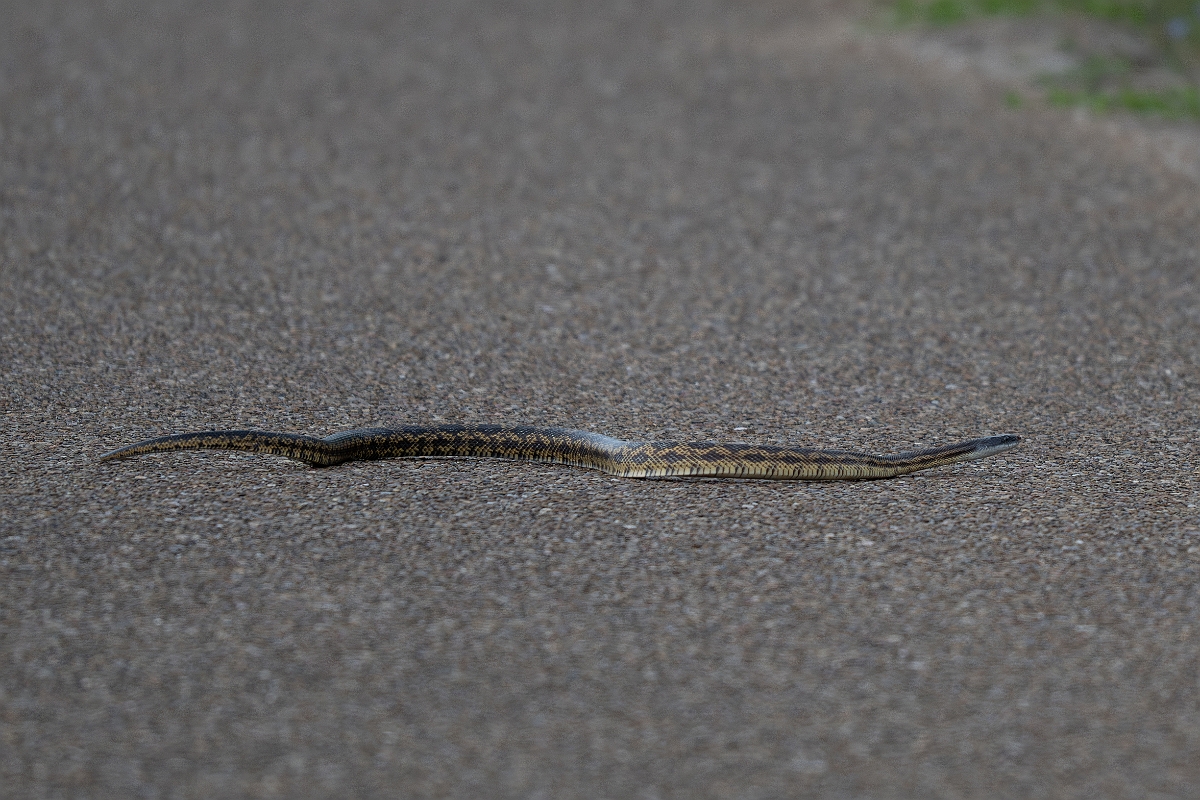 DPPhotography - Texas - Texas rat snake, Elaphe obseoleta lindheimeri - A.jpg - Texas rat snake, Elaphe obseoleta lindheimeri - Aransas NWR, Texas